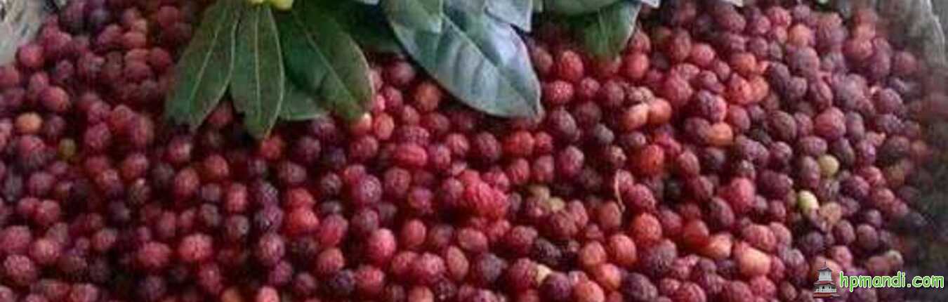 काफल Kafal fruit in Mandi